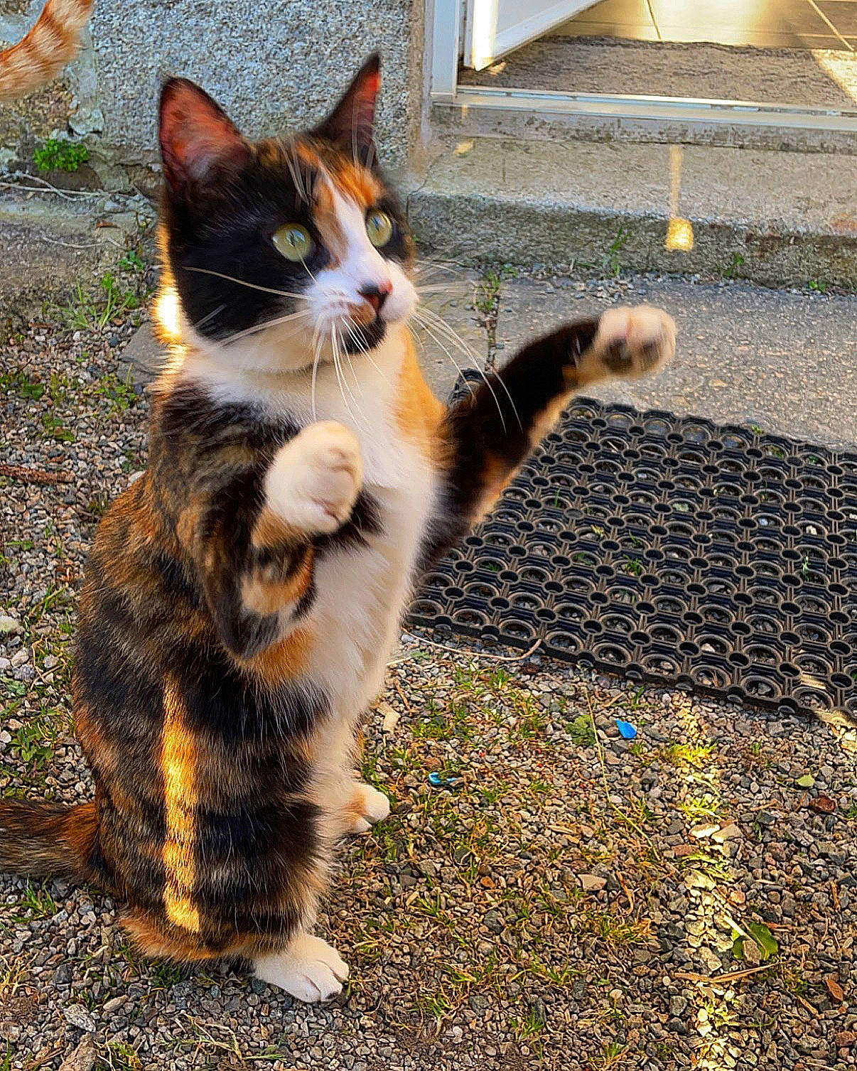 Ruby participe au concours pour gagner de l'argent avec cette photo : asphalt, carnivore, cat, domestic_short_haired_cat, eye, felidae, flooring, fur, grass, paw, plant, road, road_surface, shadow, sidewalk, small_to_medium_sized_cats, snout, tail, terrestrial_animal, whiskers