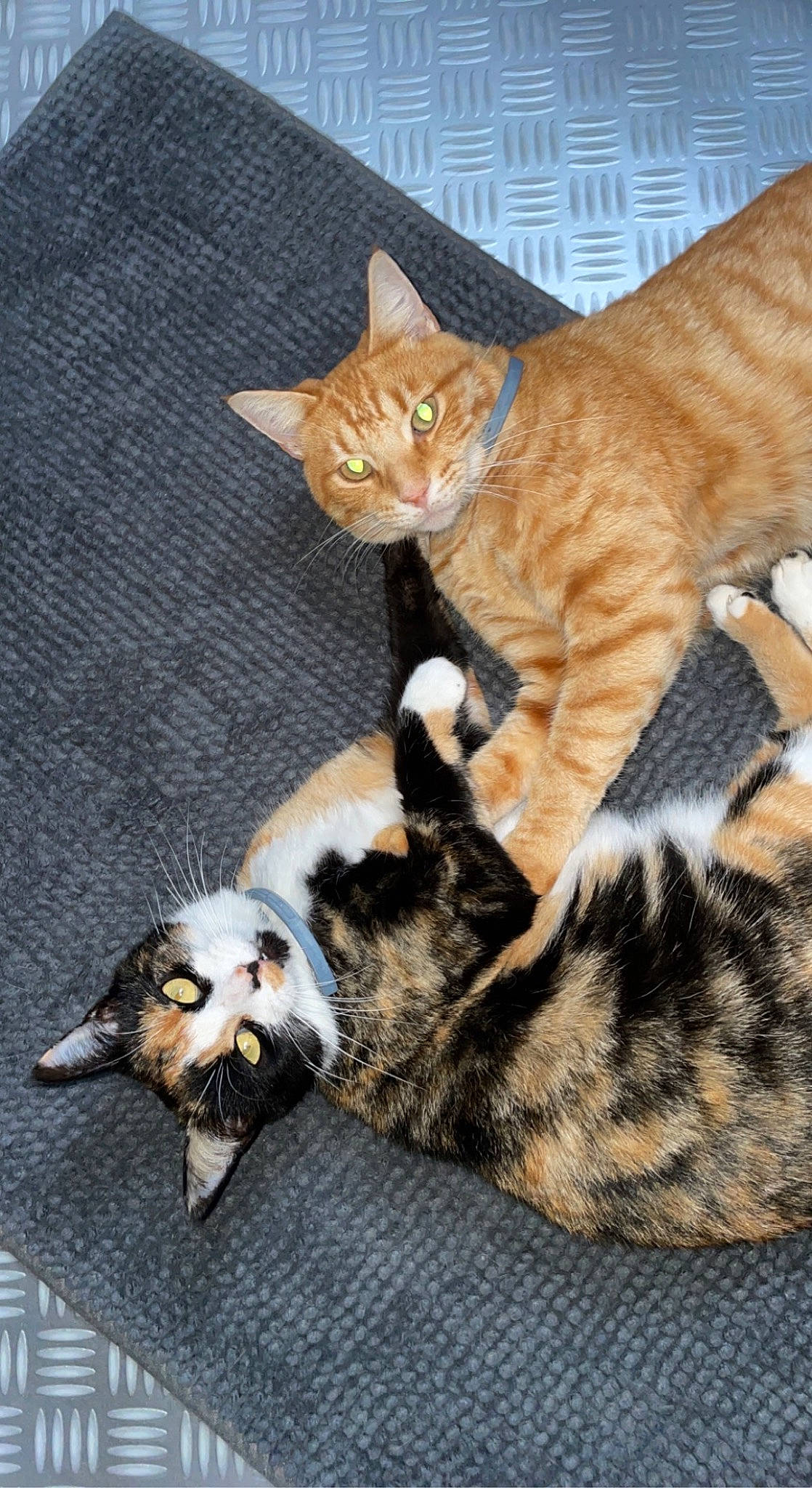 Ruby participe au concours pour gagner de l'argent avec cette photo : carnivore, cat, claw, comfort, domestic_short_haired_cat, fawn, felidae, foot, fur, mammal, paw, small_to_medium_sized_cats, snout, tail, terrestrial_animal, whiskers