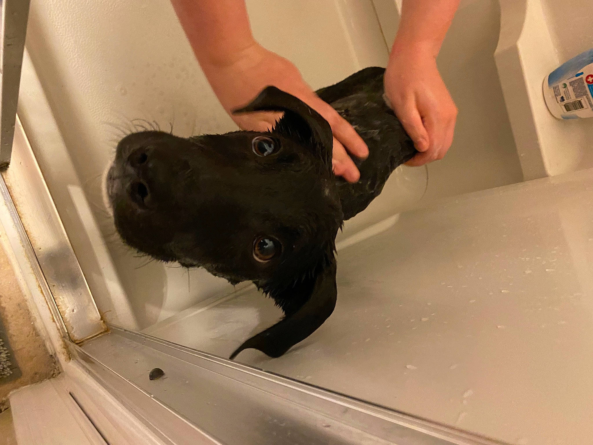 Charlie is registered to the contest to win money with this photo: canidae, carnivore, companion_dog, dog, dog_breed, dog_collar, fawn, foot, fur, gesture, guard_dog, jaw, nail, non_sporting_group, snout, sporting_group, working_animal, working_dog, wrist