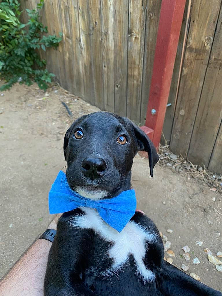 Charlie joined the competition — help win amazing prizes! borador, canidae, carnivore, collar, companion_dog, dog, dog_breed, dog_collar, door, electric_blue, fawn, fence, home_fencing, pet_supply, plant, snout, sporting_group, tail, wood, working_animal