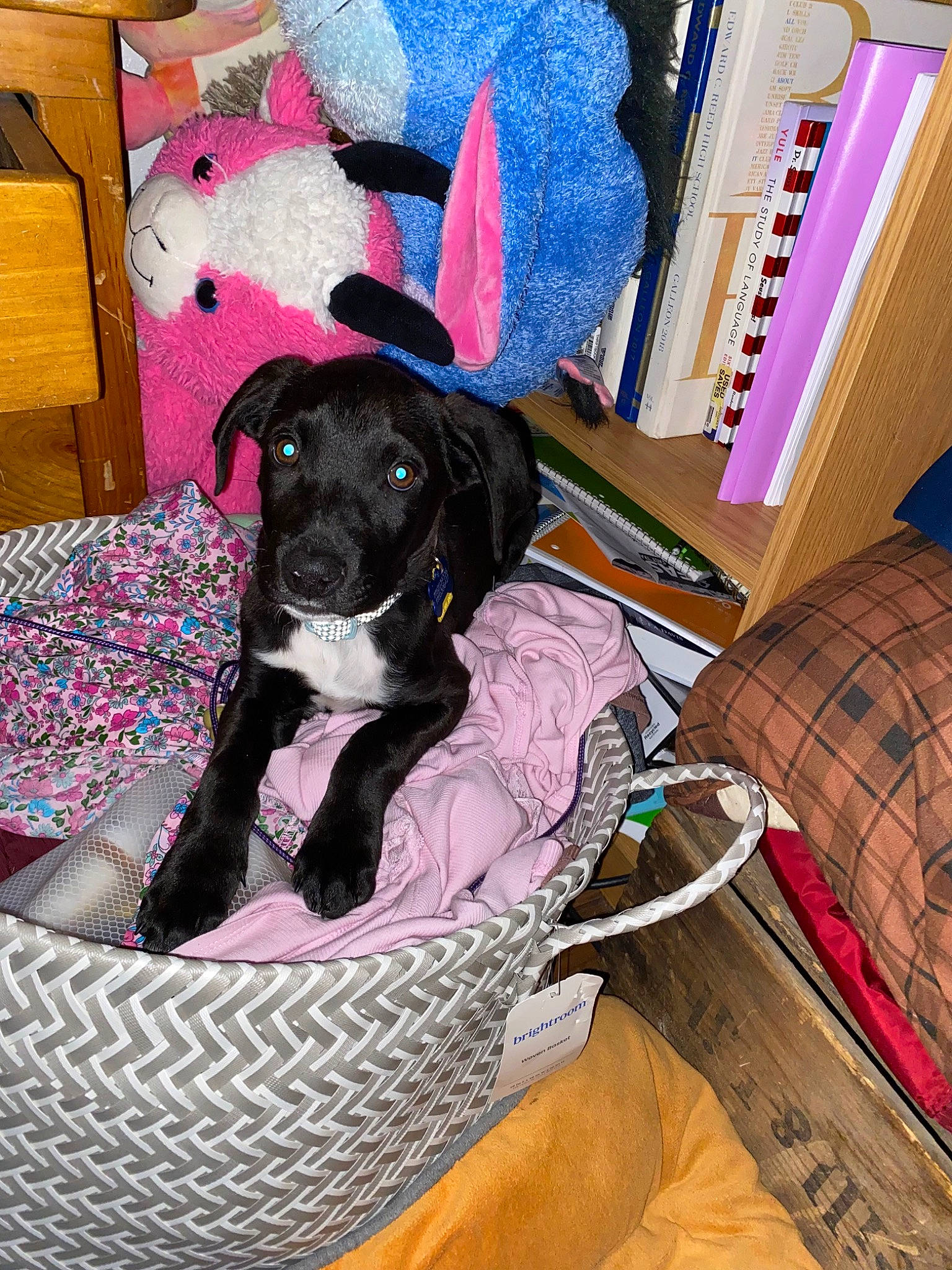 Charlie is registered to the contest to win money with this photo: book, bookcase, canidae, carnivore, collar, comfort, companion_dog, dog, dog_breed, dog_supply, non_sporting_group, pattern, pet_supply, plaid, publication, sporting_group, tartan, working_animal