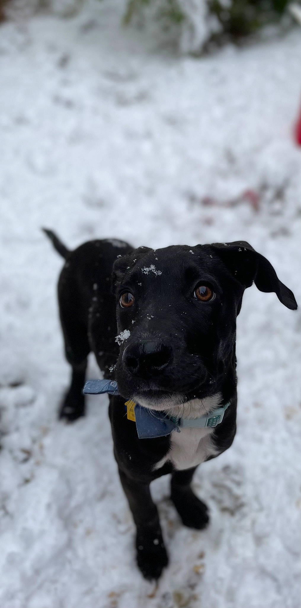 Charlie is registered to the contest to win money with this photo: borador, canidae, carnivore, collar, companion_dog, dog, dog_breed, dog_collar, event, freezing, fur, leash, pet_supply, retriever, snout, snow, sporting_group, whiskers, winter, working_animal