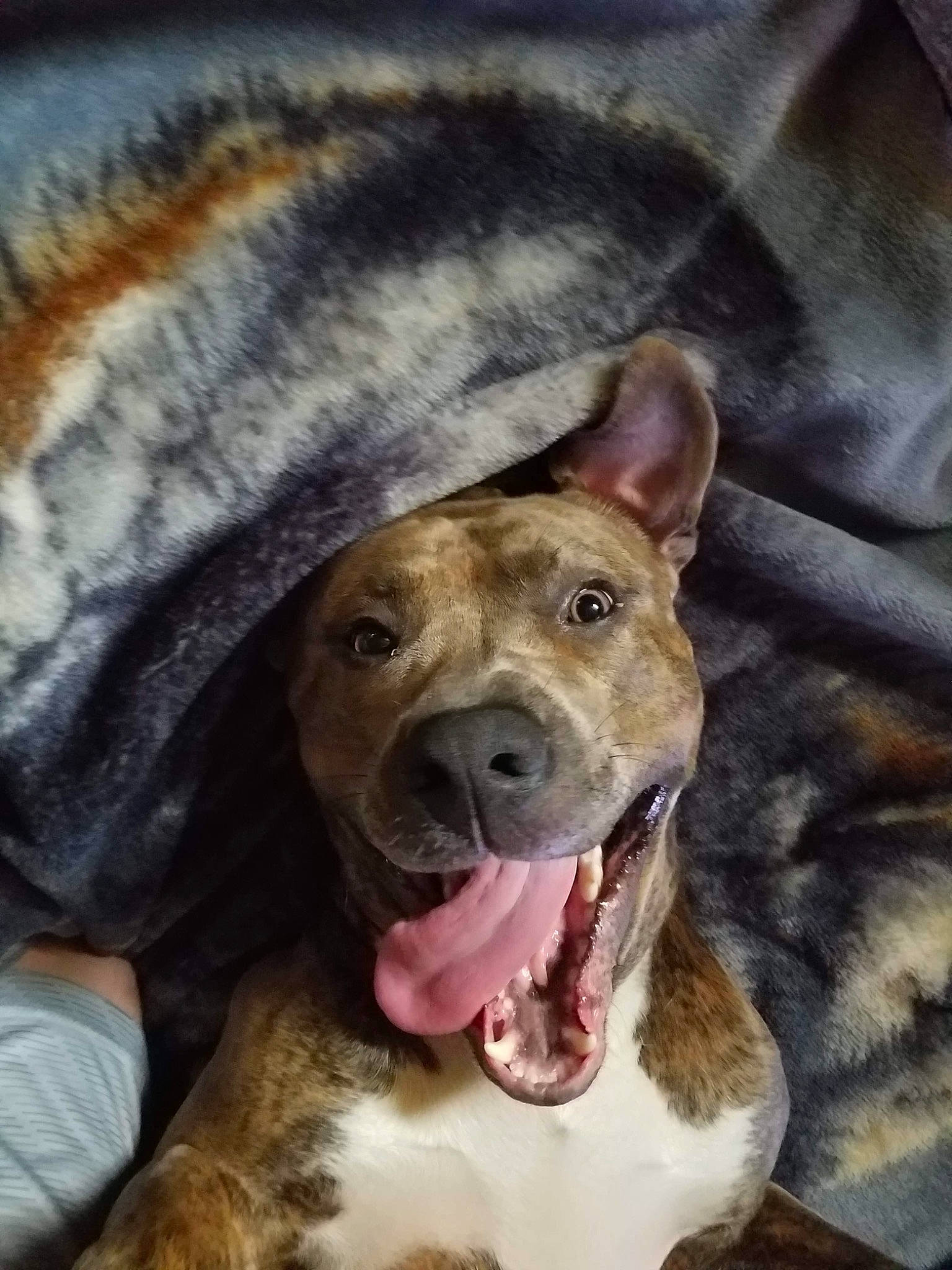 Augie is registered to the contest to win money with this photo: alano_espanol, american_pit_bull_terrier, american_staffordshire_terrier, canidae, carnivore, dog, dog_breed, ear, fawn, mammal, non_sporting_group, pit_bull, snout, vertebrate
