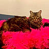 bed, bedding, cat, cozy, domestic_animal, feather_boa, fur, furry, home_interior, indoor, looking_at_camera, pet, pillow, pink, playful, portrait, resting, tabby_cat, whiskers, wide_eyes