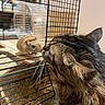 bars, cage, cat, closeup, curiosity, domestic, exercise_wheel, fur, gerbil, household, indoor, interaction, nose_to_nose, pet, pet_bedding, rodent, small_animal, tabby, whiskers, wood_shavings