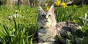 Automne participe au concours pour gagner de l'argent avec cette photo : cat, feline, tabby, pet, grass, daffodil, flowers, spring, outdoor, meadow, trees, sky, sunlight, portrait, whiskers, fur, closeup, nature, relaxing, greenery