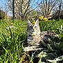 cat, feline, tabby, pet, grass, daffodil, flowers, spring, outdoor, meadow, trees, sky, sunlight, portrait, whiskers, fur, closeup, nature, relaxing, greenery