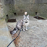 Automne participe au concours pour gagner de l'argent avec cette photo : cat, pet, leash, collar, sitting, fluffy_tail, grey_fur, long_hair, whiskers, pointed_ears, curious, stone_wall, castle, ruins, outdoor, gravel, metal_grate, pavement, architecture, adventure