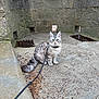 cat, pet, leash, collar, sitting, fluffy_tail, grey_fur, long_hair, whiskers, pointed_ears, curious, stone_wall, castle, ruins, outdoor, gravel, metal_grate, pavement, architecture, adventure