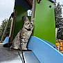 cat, long_haired_cat, pet, leash, slide, playground, playground_equipment, green_panel, blue_panel, metal_slide, wooden_post, trees, cloudy_sky, fur, whiskers, paws, sitting, outdoor, close_up, curious