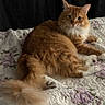 cat, orange_cat, fluffy, pet, indoor, quilt, bed, resting, feline, animal, cute, domestic_cat, white_paws, tail, looking, curious, soft_light, cozy, home, animal_portrait