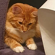 Ruby a rejoint le concours — aidez-le/la à gagner de superbes lots ! cat, orange_tabby, white_paws, feline, pet, indoor, carpet, purple, curious, lounging, fur, whiskers, ears, animal, mammal, resting, closeup, paw, home, cat_tree