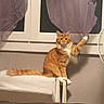 cat, orange_tabby, curtain, window, indoor, pet, feline, paw, radiator, fan, white_perch, fur, animal, cozy, playful, orange, purple_curtain, sitting, domestic, home