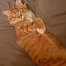 cat, orange_tabby, sleeping, fur, pet, cozy, blanket, indoor, resting, cute, animal, mammal, whiskers, paws, relaxed, feline, domestic_cat, soft, fluffy, comfort