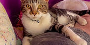 Leo joined the competition — help win amazing prizes! cat, tabby_cat, yellow_eyes, pillow, blanket, purple_wall, indoor, pet, feline, relaxed, resting, fur, whiskers, collar, comfort, cozy, cute, animal, domestic_cat, laying_down