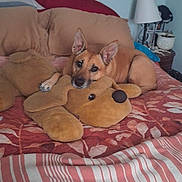 Ms. Lady joined the competition — help win amazing prizes! animal, bed, blanket, brown, canine, comfort, cute, dog, ears, furniture, home, indoor, living_room, pet, pillow, plush_toy, relaxation, resting, sleepy, stuffed_animal