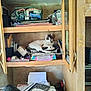 S'Mores joined the competition — help win amazing prizes! cabinet, cat, clutter, curious, domestic, feline, furniture, household_items, indoor, notebooks, open_cabinet, papers, pet, relaxed, resting, shelf, storage, tabby_cat, white_cat, wooden_cabinet