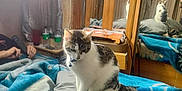 S'Mores joined the competition — help win amazing prizes! bed, blanket, casual, cat, collar, comfortable, cozy, domestic, furniture, indoor, mirror, person, pet, pillow, reflection, relaxing, room, sitting, window, wooden