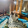bed, blanket, casual, cat, collar, comfortable, cozy, domestic, furniture, indoor, mirror, person, pet, pillow, reflection, relaxing, room, sitting, window, wooden