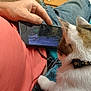 S'Mores joined the competition — help win amazing prizes! animal, bird_video, blanket, blue_blanket, casual, cat, close_up, clothing, collar, coral_shirt, fur, hand, home, indoor, person, pet, relaxing, smartphone, technology, watching