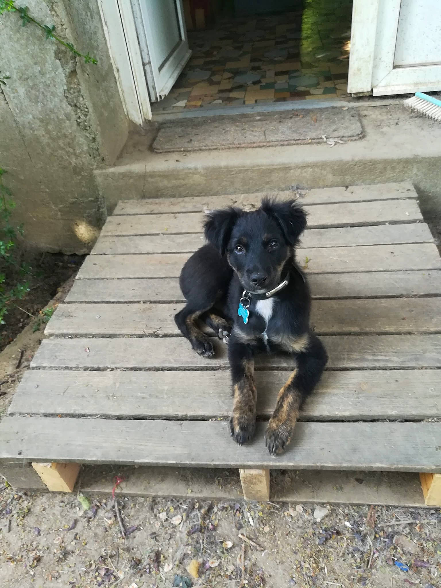 Smoke a rejoint le concours — aidez-le/la à gagner de superbes lots ! borador, carnivore, collar, companion_dog, dog, dog_breed, dog_collar, dog_supply, door, electric_blue, flooring, leash, pet_supply, plant, shadow, sidewalk, sporting_group, tail, wood, working_animal