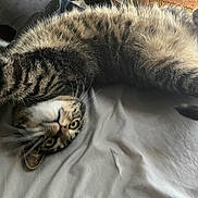 Whiskey joined the competition — help win amazing prizes! cat, tabby, pet, animal, bed, stretching, paws, feline, fur, whiskers, indoor, cute, relaxed, playful, closeup, sleepy, domestic, mammal, resting, curious