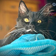 Rambo is registered to the contest to win money with this photo: cat, black_cat, yellow_eyes, whiskers, close_up, pet, animal, feline, indoor, blanket, soft_texture, fur, portrait, resting, cute, domestic_cat, focus, blurred_background, eyes, face