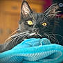 cat, black_cat, yellow_eyes, whiskers, close_up, pet, animal, feline, indoor, blanket, soft_texture, fur, portrait, resting, cute, domestic_cat, focus, blurred_background, eyes, face