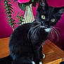 Rambo joined the competition — help win amazing prizes! cat, kitten, black_cat, white_paws, yellow_eyes, fur, whiskers, wooden_surface, vase, flowers, pink_background, indoor, pet, curious, sitting, close_up, houseplant, decor, animal, portrait
