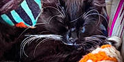 Rambo joined the competition — help win amazing prizes! cat, black_cat, whiskers, sleeping, cozy, blanket, colorful, close_up, pet, fur, relaxation, indoor, cute, animal, resting, comfort, soft, face, mammal, domestic_cat