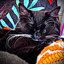 cat, black_cat, whiskers, sleeping, cozy, blanket, colorful, close_up, pet, fur, relaxation, indoor, cute, animal, resting, comfort, soft, face, mammal, domestic_cat
