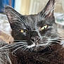 Rambo is registered to the contest to win money with this photo: cat, black_cat, close_up, whiskers, yellow_eyes, pet, feline, animal, relaxed, sleepy, fur, indoor, portrait, mammal, cute, domestic_animal, face, nose, ear, soft_focus