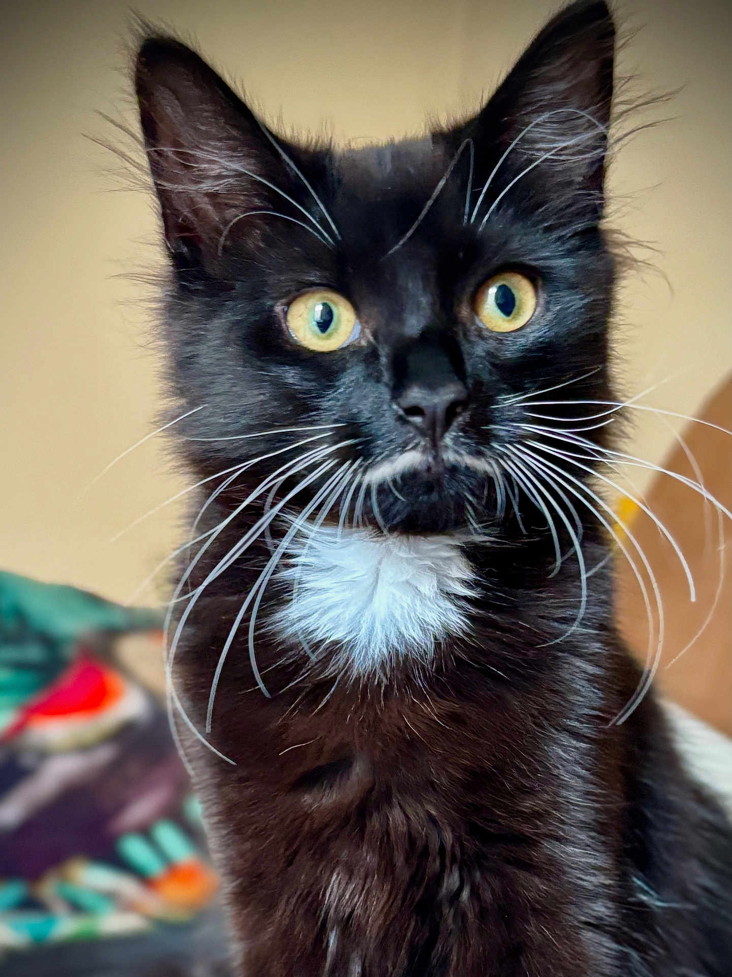 Rambo is registered to the contest to win money with this photo: cat, black_cat, white_whiskers, yellow_eyes, close_up, portrait, pet, animal, feline, whiskers, fur, indoor, curious, looking, cute, soft_background, domestic_cat, animal_face, mammal, whisker_spread