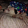 Tater is registered to the contest to win money with this photo: bed, bedding, blanket, colorful_blanket, cozy, cute, dog, fabric, human_arm, indoor, muzzle, patterned_blanket, paw_pad, paws, pillow, resting, room, sleeping, spotted, white_dog