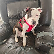 Tater is registered to the contest to win money with this photo: dog, puppy, red_harness, leather_chair, torn_chair, indoor, pet, brown_and_white, sitting, cute, animal, fur, ears, floor, looking, young_dog, domestic_animal, canine, chair_armrest, texture