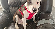 Tater is registered to the contest to win money with this photo: animal, brown_and_white, canine, chair_armrest, cute, dog, domestic_animal, ears, floor, fur, indoor, leather_chair, looking, pet, puppy, red_harness, sitting, texture, torn_chair, young_dog