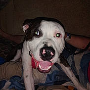 Tater is registered to the contest to win money with this photo: bedspread, blanket, carpet, close_up, collar, dog, eye_glow, flash_reflection, human_arm, indoor, leash, night_photo, nose, paws, pet, smile, snout, teeth, tongue_out, wristband