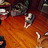 Tater joined the competition — help win amazing prizes! basket, blanket, brown_and_white, cozy, dog, dog_bed, dog_sweater, face, floorboard, furniture, hardwood_floor, indoor, laundry_basket, living_room, lying_down, paw, pet, rug, slipper, toy