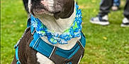 Tao participe au concours pour gagner de l'argent avec cette photo : dog, pet, outdoor, grass, harness, flower_lei, blue, brown_and_white, canine, animal, leash, portrait, sitting, people, background, summer, nature, cute, friendly, companion