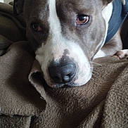Tao participe au concours pour gagner de l'argent avec cette photo : dog, close_up, brown, blanket, resting, face, pet, animal, canine, fur, ears, nose, indoor, comfort, snuggle, expression, portrait, relaxing, brown_blanket, sleepy