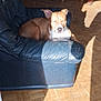 dog, leather_chair, sunlight, wood_floor, indoor, relaxing, brown_dog, closed_eyes, furniture, table, chair, plant, shadow, cozy, daylight, home, wood_paneling, pet, resting, quiet