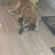 Tyson a rejoint le concours — aidez-le/la à gagner de superbes lots ! dog, indoor, wooden_floor, pet, animal, lying, blur, floor, bucket, furniture, home, brown_dog, resting, domestic, canine, household, flooring, animal_pet, quiet, relaxing