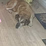 dog, indoor, wooden_floor, pet, animal, lying, blur, floor, bucket, furniture, home, brown_dog, resting, domestic, canine, household, flooring, animal_pet, quiet, relaxing