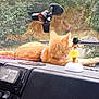 air_freshener, car_interior, cat, collar, dashboard, ginger_cat, greenery, hula_dancer_figurine, leaves, nature, outdoor, pet, plastic, reflection, relaxed, resting, sunlight, toy, vehicle, window