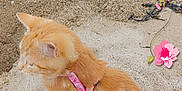 Caline a rejoint le concours — aidez-le/la à gagner de superbes lots ! animal, beach, cat, closeup, collar, cute, daylight, feline, floral_border, fur, nature, orange_tabby, outdoor, pet, pink, sand, seaweed, sitting, small, whiskers