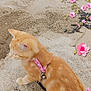 animal, beach, cat, closeup, collar, cute, daylight, feline, floral_border, fur, nature, orange_tabby, outdoor, pet, pink, sand, seaweed, sitting, small, whiskers