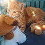 kitten, cat, orange_tabby, plush_toy, dog_toy, pet_carrier, sunlight, indoor, cute, feline, animal, young_cat, soft_toys, pet_accessory, cozy, domestic_animal, curious, small_animal, resting, furry