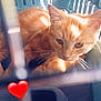 animal, bars, basket, cage, cat, closeup, cute, domestic, ears, feline, fur, ginger_cat, indoor, pattern, pet, red_heart_emoji, relaxing, shadow, sunlight, whiskers