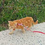 Caline participe au concours pour gagner de l'argent avec cette photo : animal, cat, curious, cute, daylight, exploring, feline, flowers, grass, harness, kitten, leash, nature, orange_tabby, outdoor, path, pet, small, walking, young
