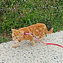 animal, cat, curious, cute, daylight, exploring, feline, flowers, grass, harness, kitten, leash, nature, orange_tabby, outdoor, path, pet, small, walking, young